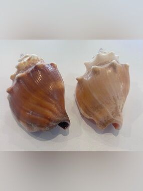 Two (2) Beautiful Shells